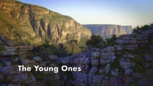 The Young Ones