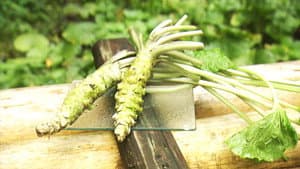 Wasabi