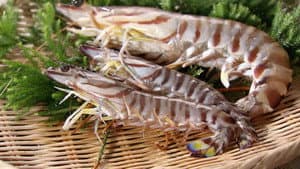 Kuruma-Ebi