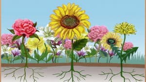Tiny's Garden