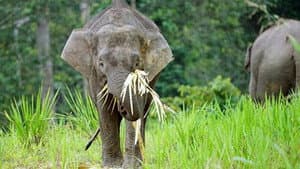 Borneo's Wild Elephants