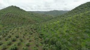 Tiny Forests: Mediterranean Olive Woods