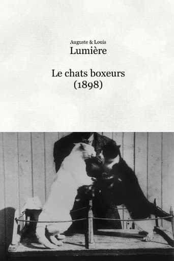 Les chats boxeurs