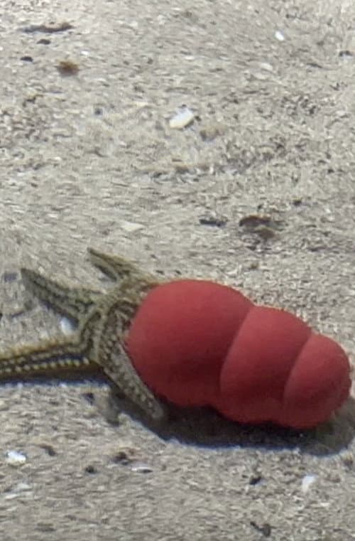 Atlantaquaria