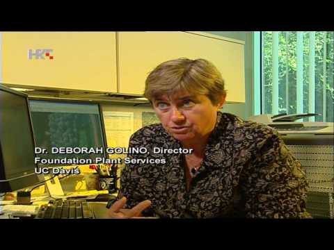 Dossier Zinfandel, documentary, intro