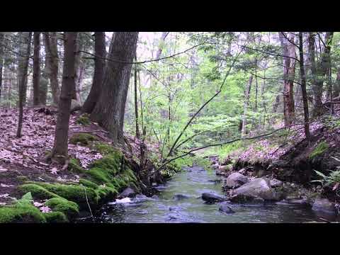 Dag Henderson - Millstone Woods May 2018