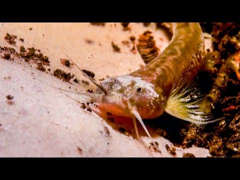 Pink Catfish Discovered In Mountain Cave | The Dark: Nature's Nighttime World | BBC Earth