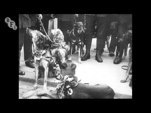 Red Cross Dogs (1914) - First World War | BFI National Archive