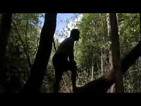 Eels and jungle animals in the Amazon - BBC wildlife