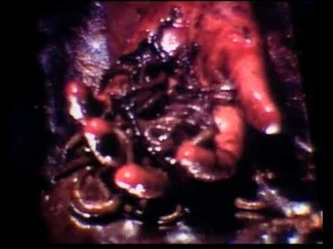 ICE FROM THE SUN Trailer