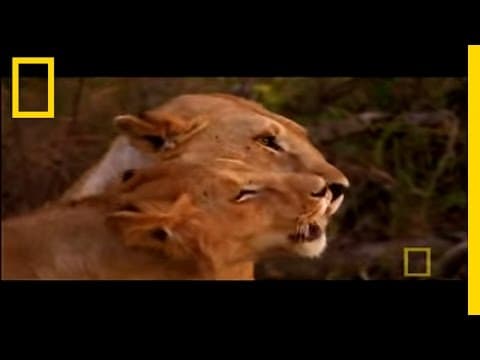 Lion Motherhood - Superpride | National Geographic