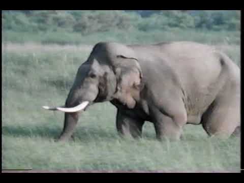 Time Life Nature Video Library: Elephant - Lord of the Jungle