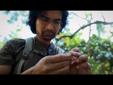 Incredible: Is This Species Splitting in Two?