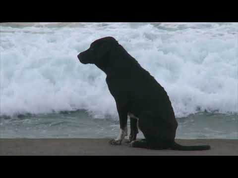 Bali: Island of the Dogs