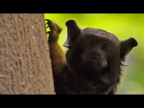 Golden-Handed Tamarin Monkey | Expedition Guyana | BBC Earth