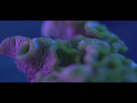 Little Shop of Grotesque_第十一屆鮮浪潮國際短片節(公開組)