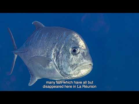 Gombessa / Les Monts sous-marins : La Pérouse (Episode 4)