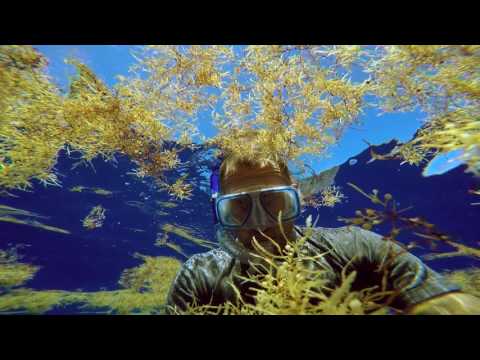 The Smog of the Sea (Trailer)