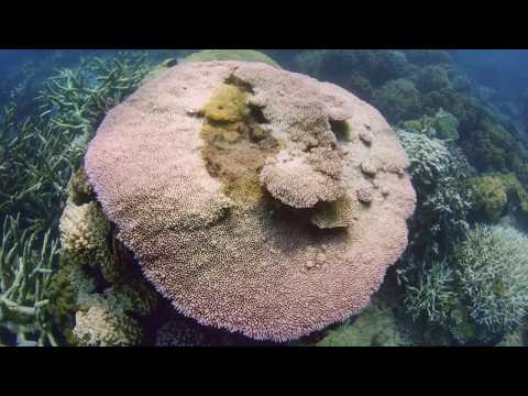 Can We Save the Reef? – Trailer