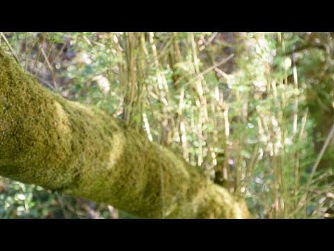 I'll See You Again (2022) excerpt