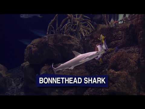 BIG AQUARIUM HD Trailer
