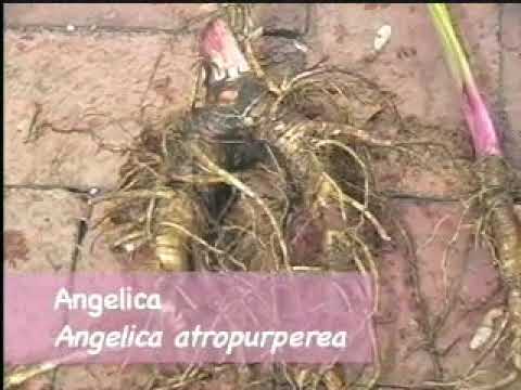 Doctrine of Signatures - Angelica