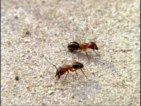RANT (Short, 1996) Action-adventure buddy picture starring two ants