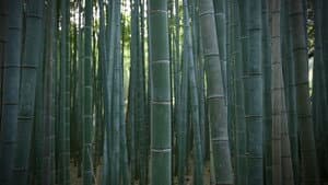 Bamboo Culture: New Life in Spring Enriches the Ancient Capital