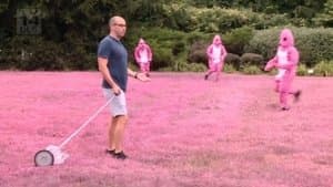 Pity in Pink